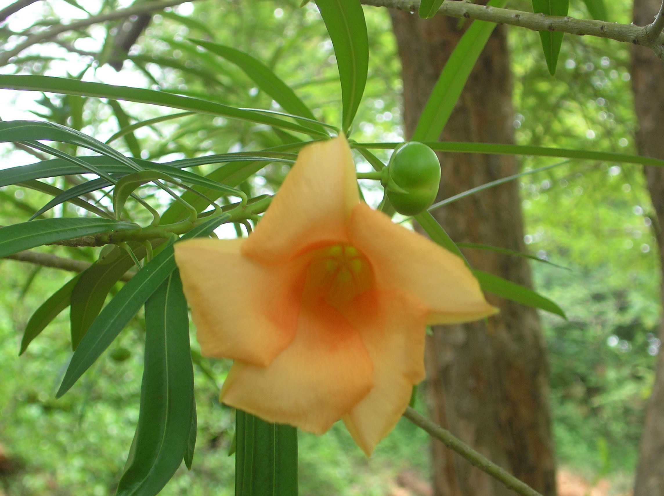 黄花夹竹桃 Cascabela thevetia