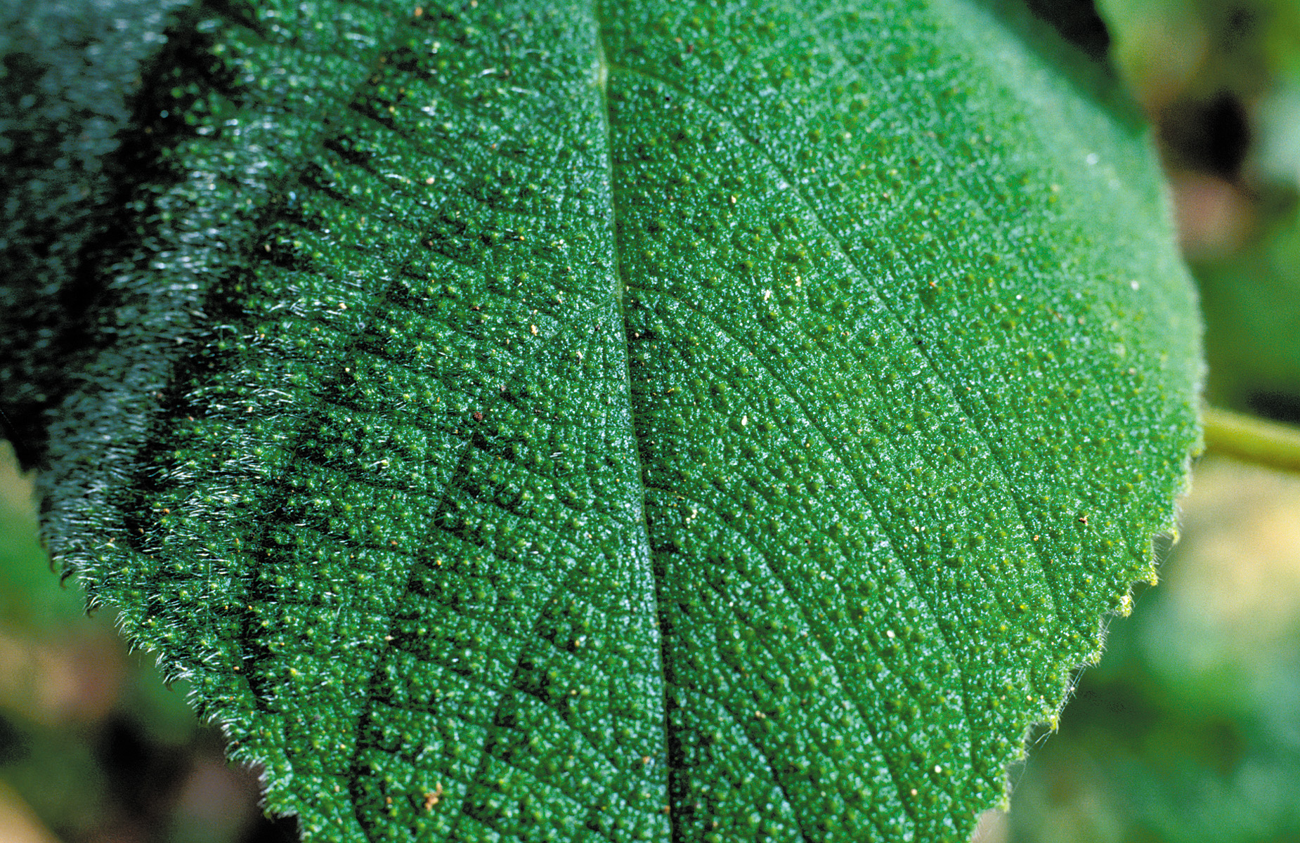 火麻树 Dendrocnide moroides