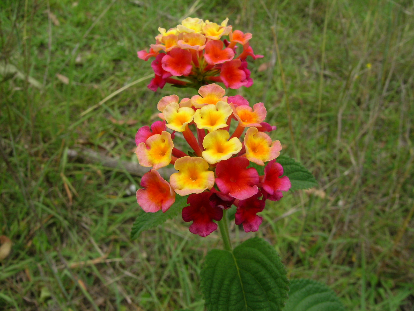 马缨丹 Lantana camara