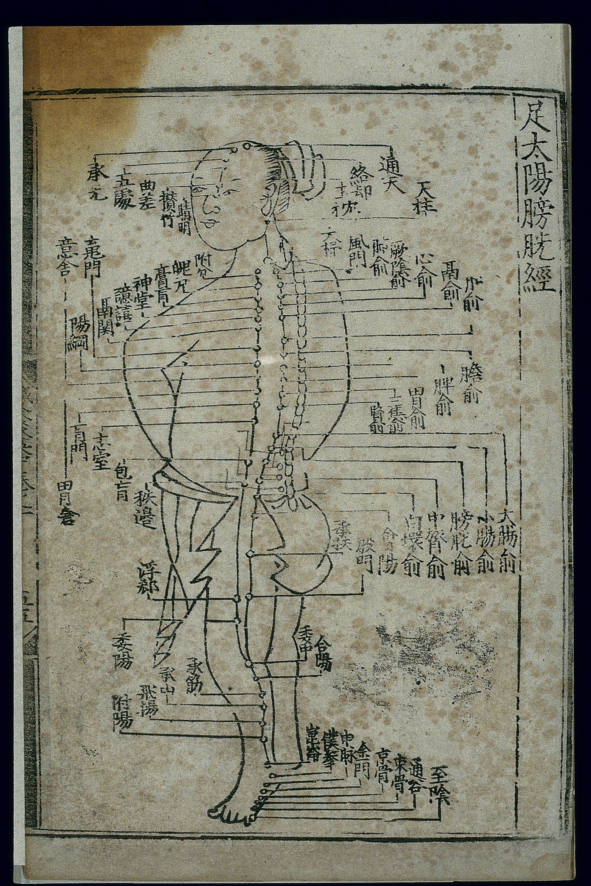 足太阳膀胱经