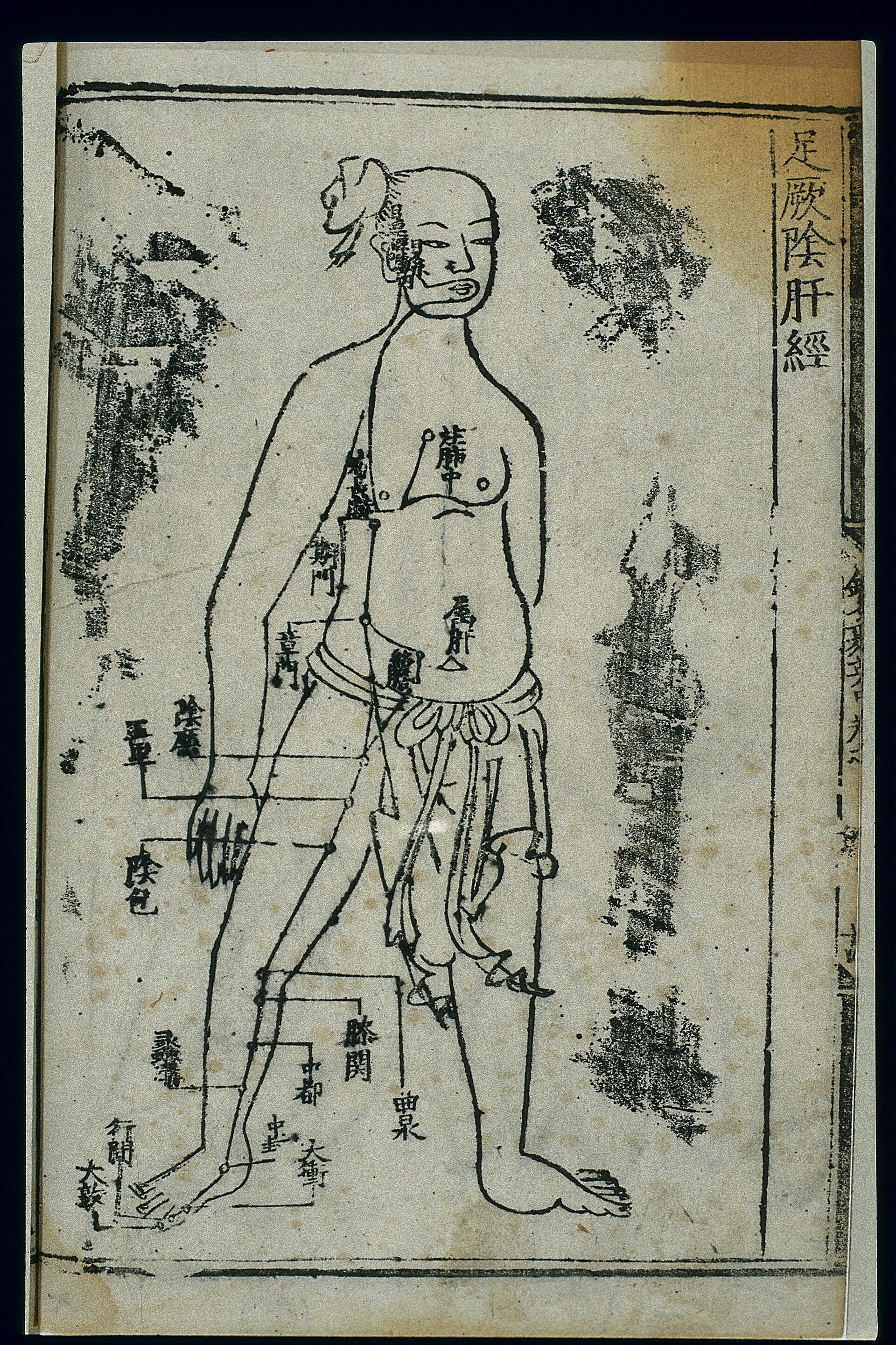 足厥阴肝经