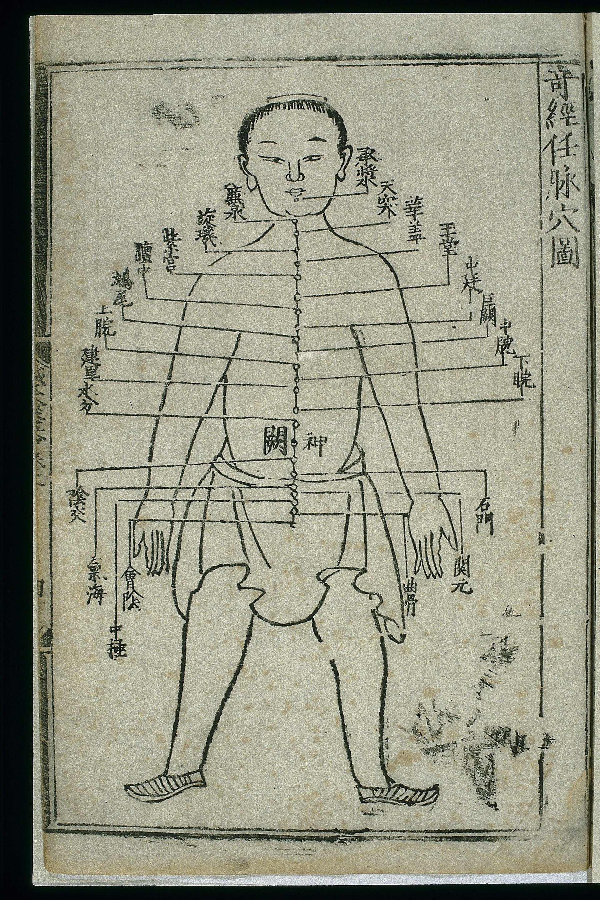 任脉