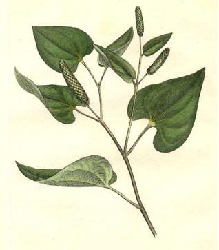 荜茇