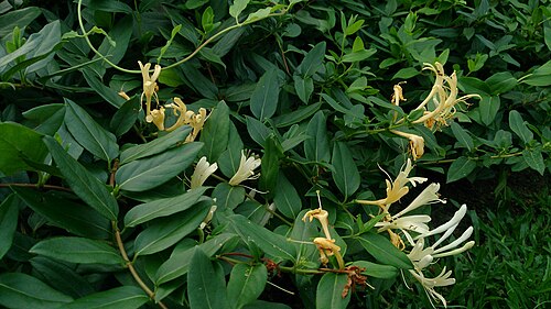 金银花