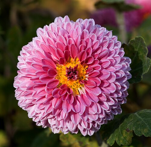 菊花