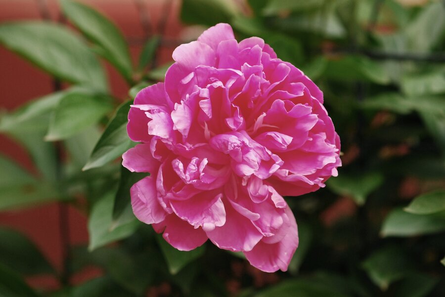芍药花
