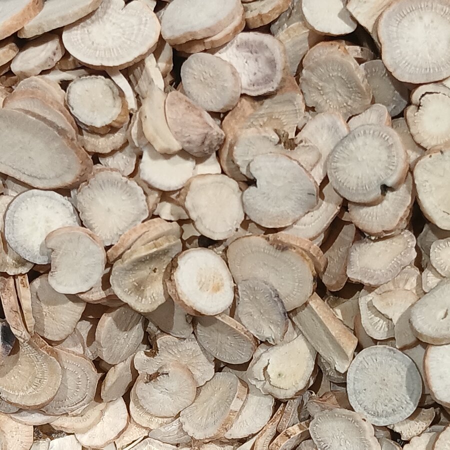 白芍切片标本