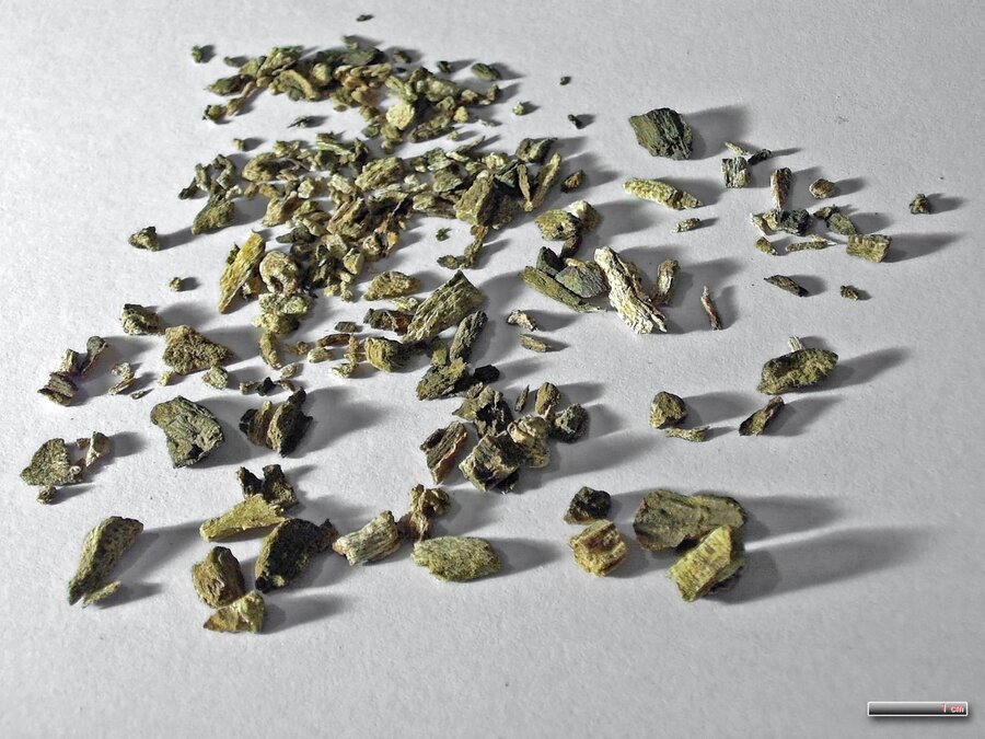 干大黄根标本