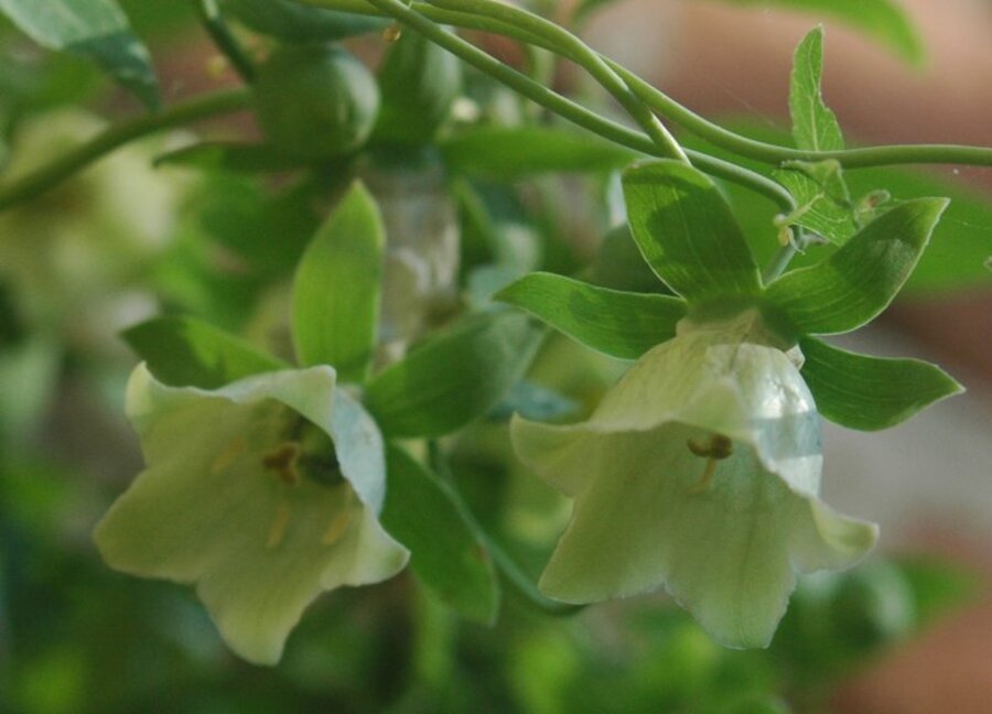 党参开花植株