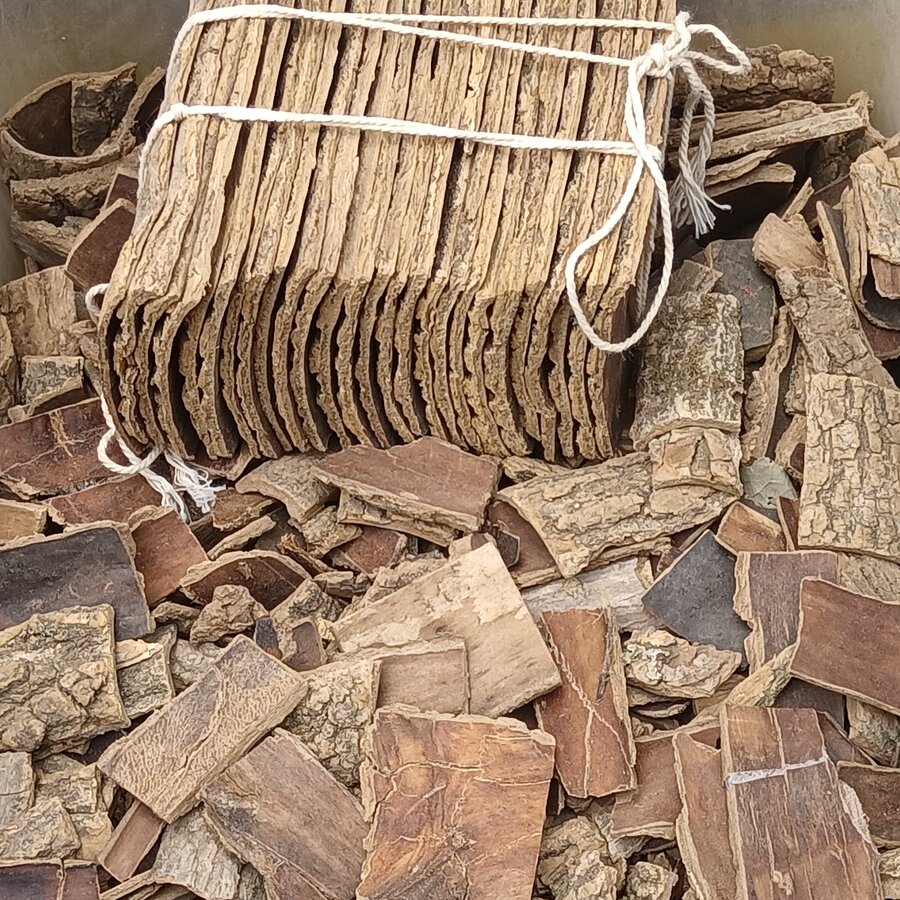 杜仲树皮片标本