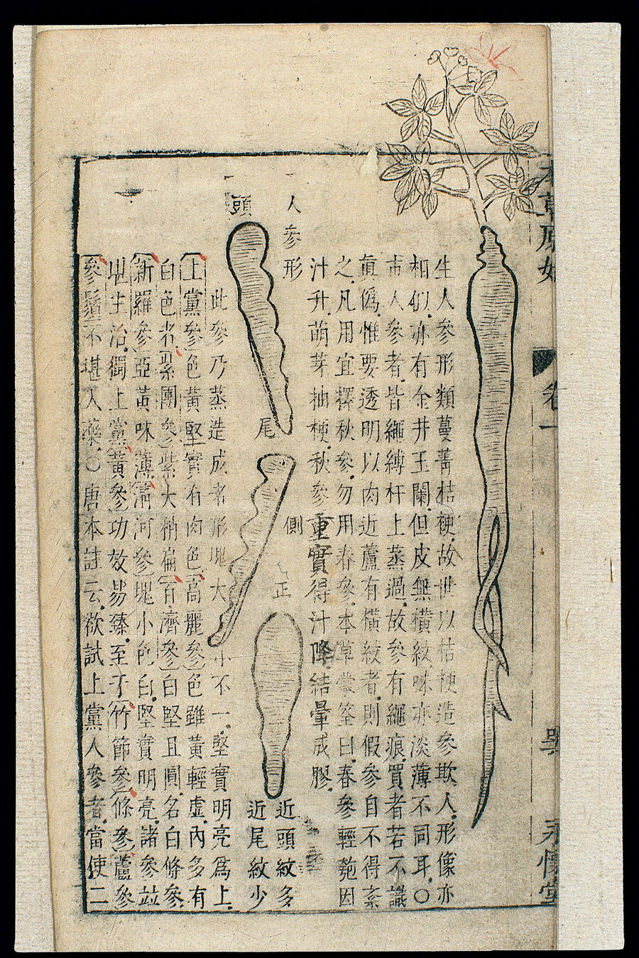 本草原始 人参插图