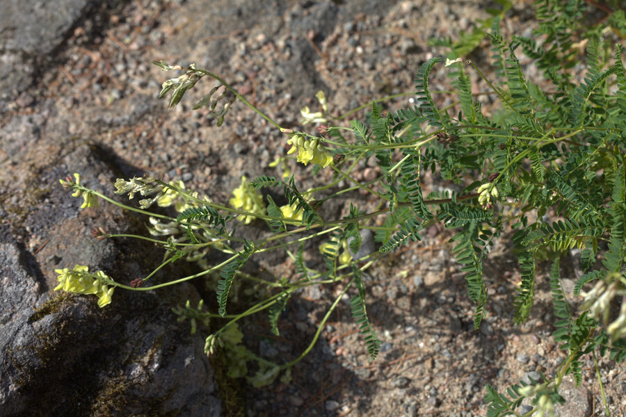 黄芪活体植株，示叶片形态