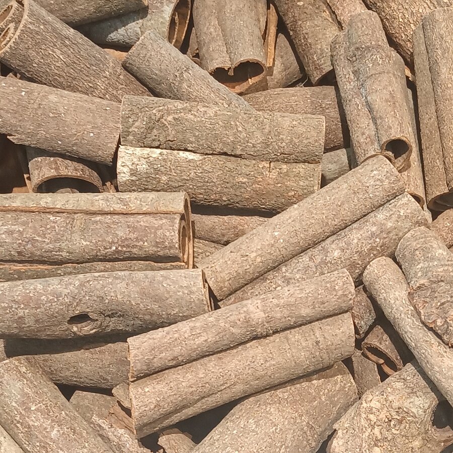 肉桂树皮标本