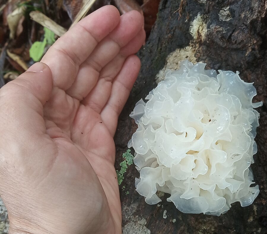 银耳自然生长形态特写