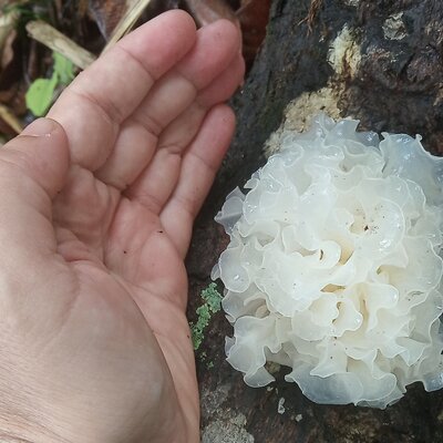 银耳